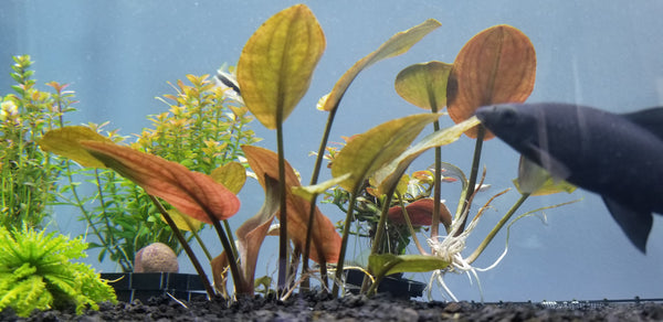 Lagenandra Meeboldii Red, Live Aquarium Plants