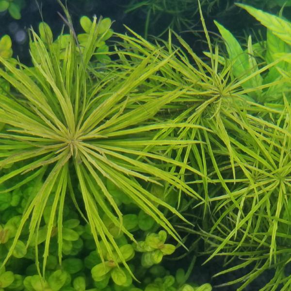 Pogostemon stellatus Dassen, Live Aquarium Plants