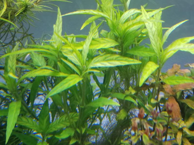 Staurogyne sp. Porto Velho, live aquarium plants