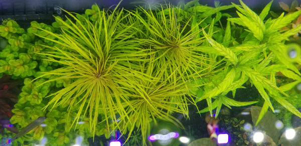 Pogostemon Stellatus Dassen, Live Aquarium Plants
