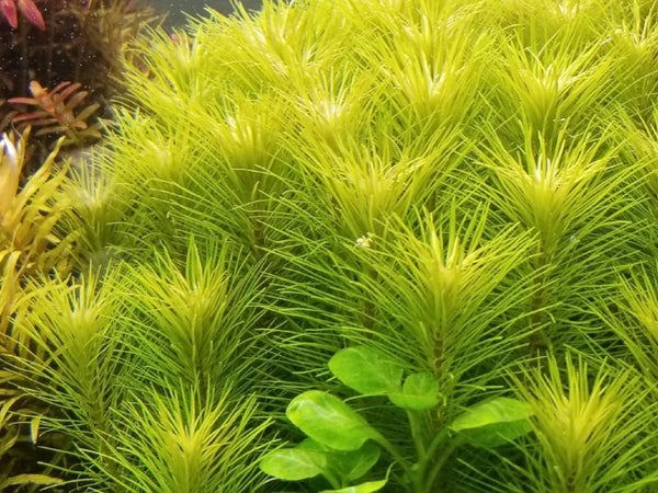 Pearling Plants' BUNDLE 1 with Roots, Live Aquarium Plants