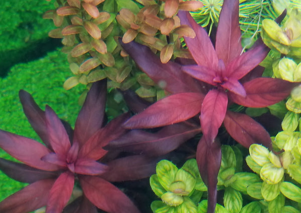 Ludwigia Peruensis Fully Red ,  Live Aquarium Plants