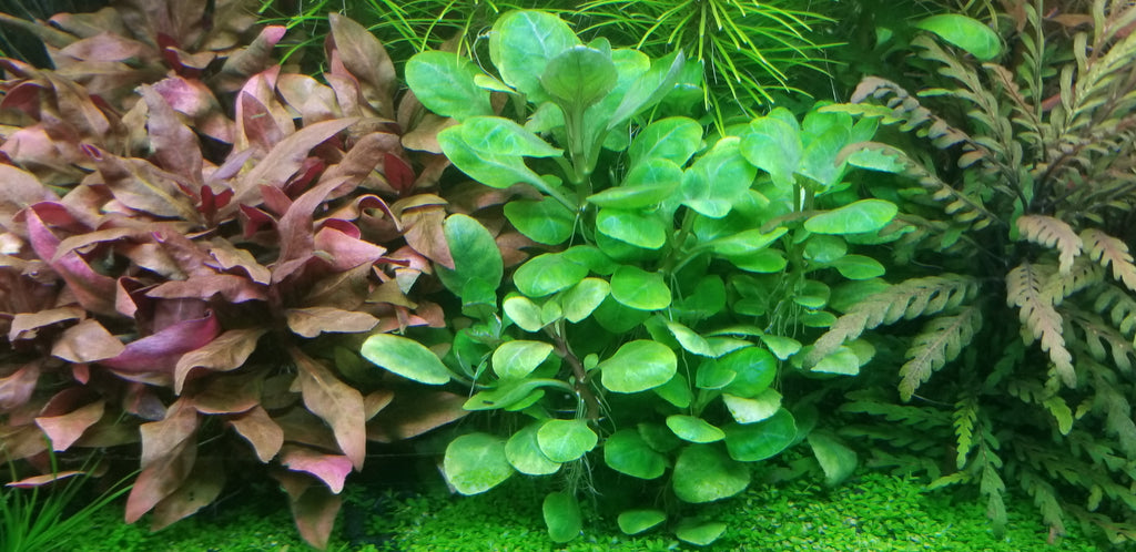 Lobelia Cardinalis, Small Form, live aquarium plants