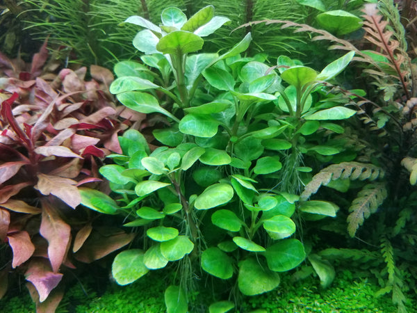 4 Kinds (Rotala Sp Green, Alternanthera Reineckii Mini, Hygrophila Siamensis, Lobelia Cardinalis) Bundle, Freshwater Live Aquarium Plants + EXTRA