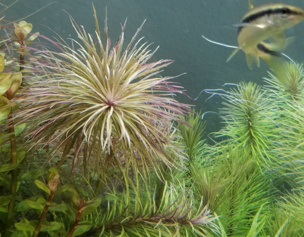 Pogostemon stellatus Dassen, Live Aquarium Plants