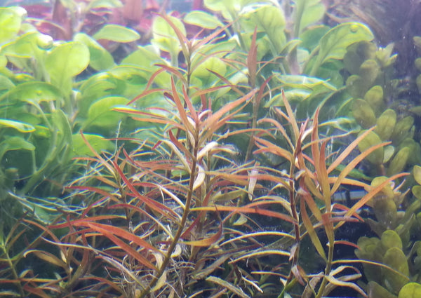 Ludwigia Arcuata, Needle Leaf, Live Aquarium Plants