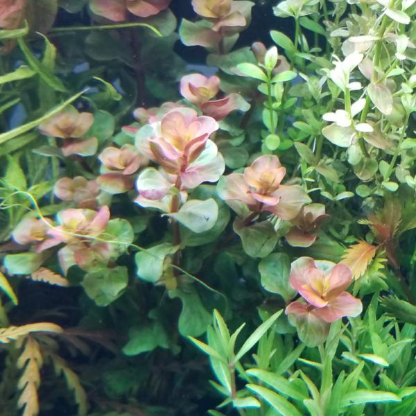Rotala Variety 2, Live Aquarium Plants