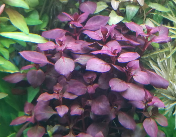 Ludwigia sp Red,  Live Aquarium Plants
