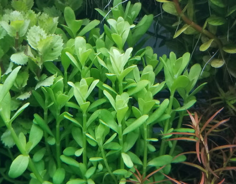 Hedyotis Salzmannii, ( can grow well without Co2 ) Live Aquarium Plants + EXTRA