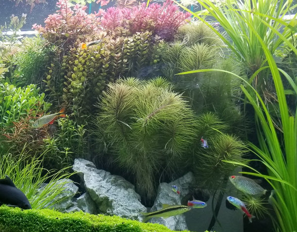 Pogostemon Erectus, Live Aquarium Plants