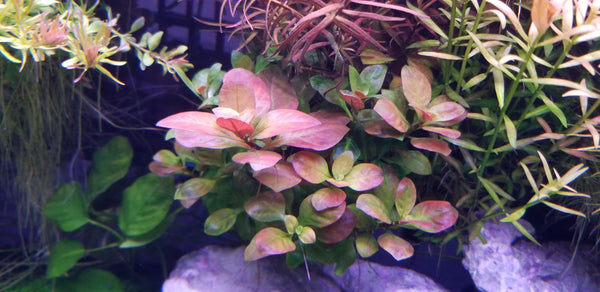 4 Kinds (Hedyotis Salzmannii, Ludwigia Ovalis, Rotala Coin Leaf, Clinopodium cf Brownei)  Freshwater Live Aquarium Plants + EXTRA