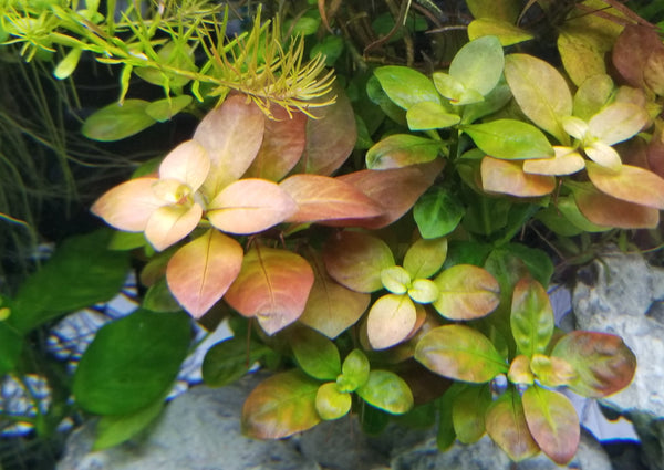 Ludwigia Ovalis,  Live Aquarium Plants