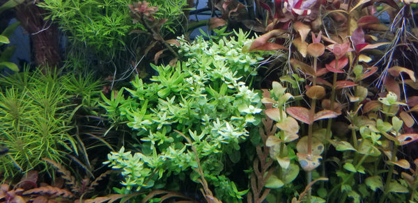 Rotala Sp Green, Live Aquarium Plants