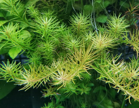Rotala Nanjeshan, Live Aquarium Plants