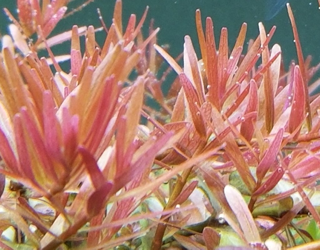 rotala aquarium plant Rotala sp. Pink, Live Aquarium Plants