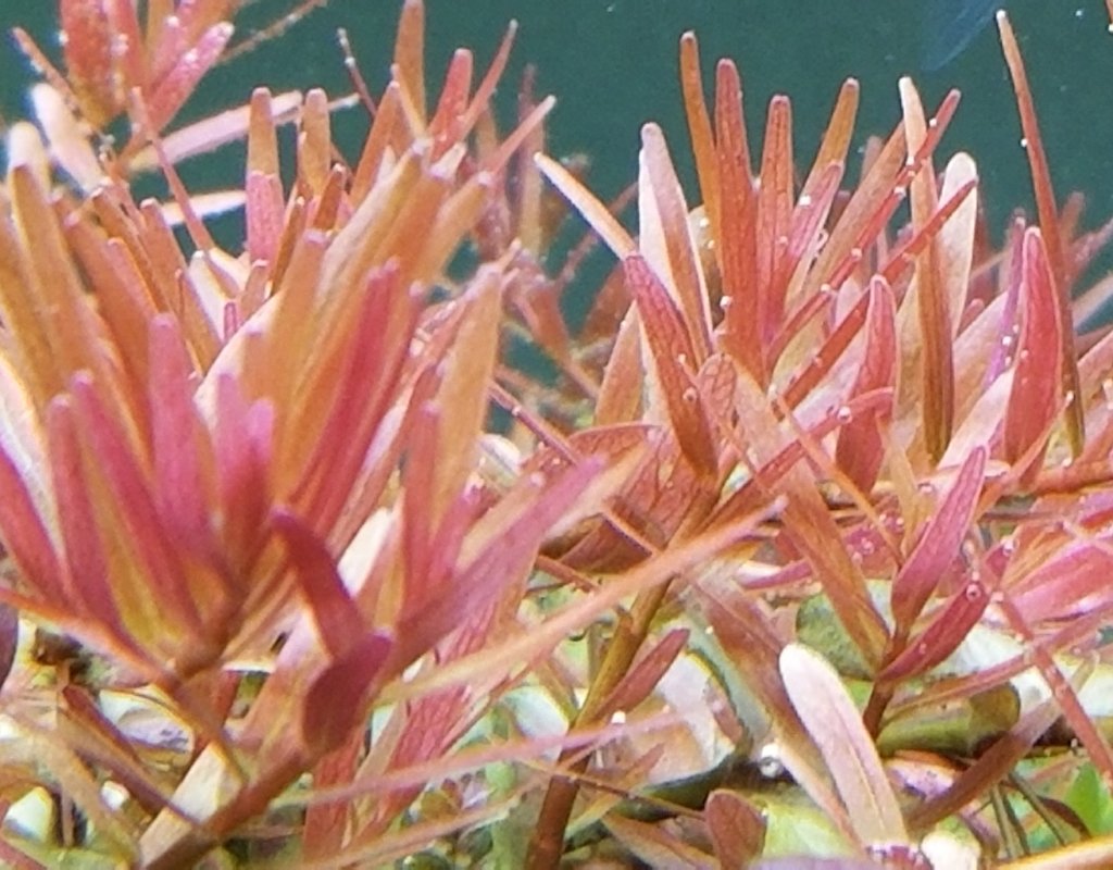 Rotala sp. Pink, Live Aquarium Plants