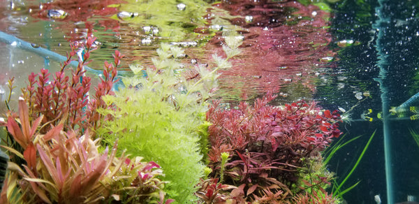 Bundle1, Fully Submerged Aquarium Plants, Freshwater Live Aquarium Plants