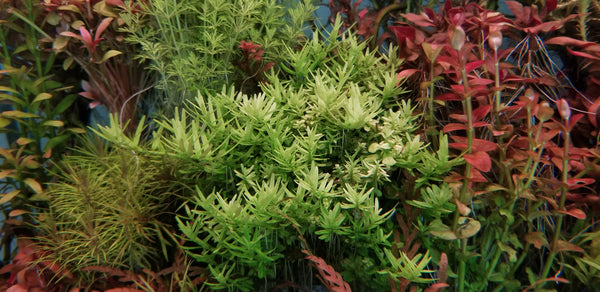 Rotala Sp Green, Live Aquarium Plants