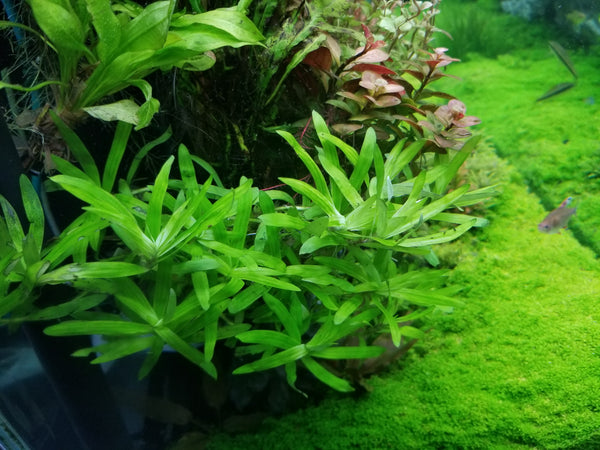 Heteranthera Zosterifolia, Stargrass, Freshwater Live Aquarium Plants