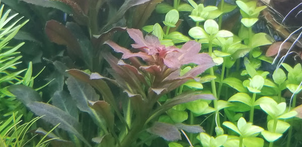 Ludwigia Sphaerocarpa Red, Rare, Live Aquarium Plants