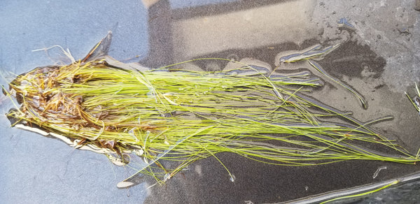 Giant Hairgrass Eleocharis Vivipara, Freshwater Live Aquarium Plants + EXTRA