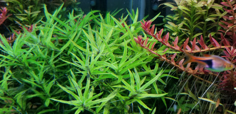 Heteranthera Zosterifolia, Stargrass, Freshwater Live Aquarium Plants