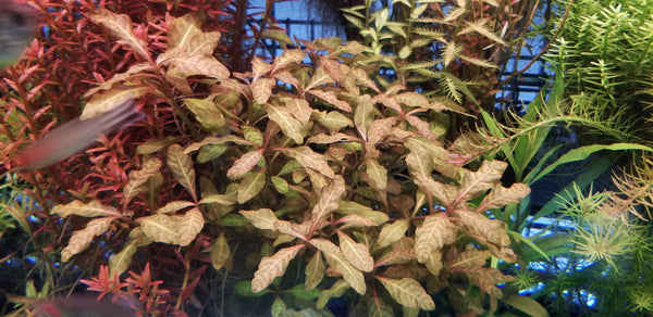 4 Kinds (Alternanthera Reineckii Cardinalis, Bacopa Caroliniana, Hygrophila Brown, Ludwigia Repens) Freshwater Live Aquarium Plants + EXTRA