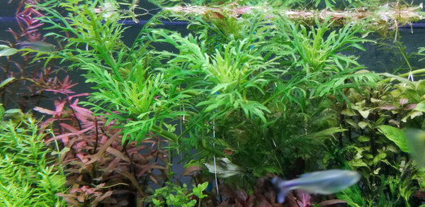 4 Kinds (Bacopa C. Red, Lobelia Cardinalis Small Form, Rotala Macrandra Green, Hygrophila Difformis) Freshwater Live Aquarium Plants + EXTRA