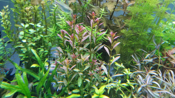 Rotala Ramosior Florida, Rare, Live Aquarium Plants