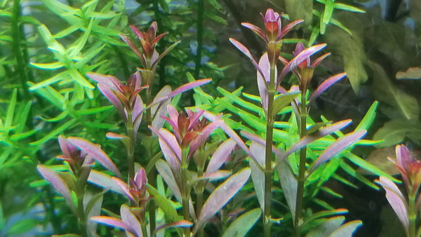 Rotala Ramosior Florida, Rare, Live Aquarium Plants