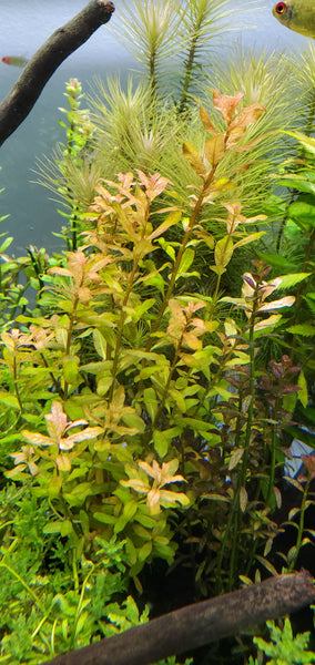 Ludwigia Inclinata Red, Live Aquarium Plants