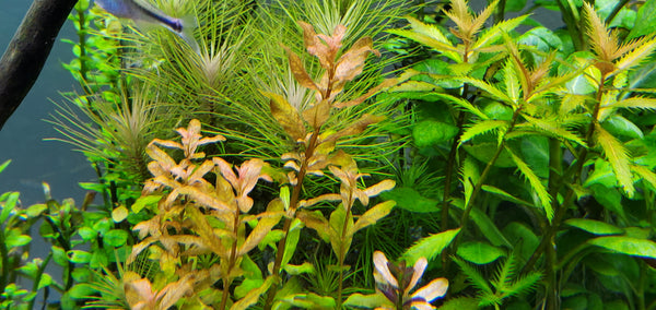 Ludwigia Inclinata Red, Live Aquarium Plants