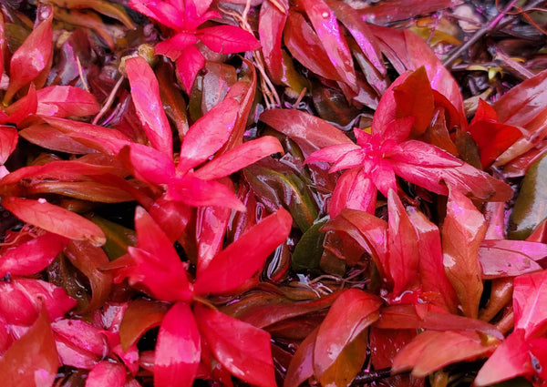 Ludwigia Peruensis Fully Red ,  Live Aquarium Plants