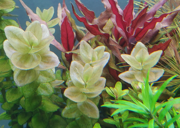 Bacopa Caroliniana Red, Live Aquarium Plants