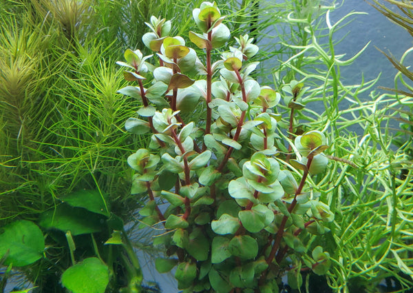 Rotala Macandra Green, Live Aquarium Plants