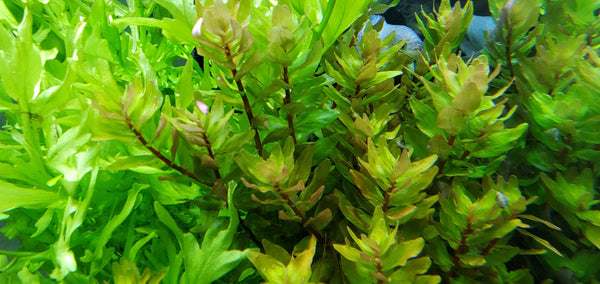 4 Kinds (Bacopa C. Red, Lobelia Cardinalis Small Form, Rotala Macrandra Green, Hygrophila Difformis) Freshwater Live Aquarium Plants + EXTRA