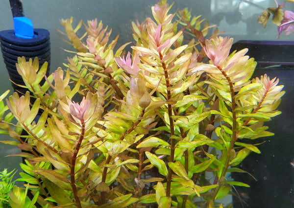 Rotala Macandra Green, Live Aquarium Plants
