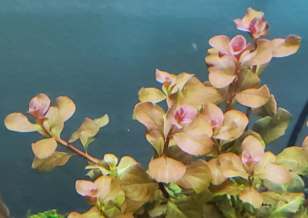 Ludwigia Ovalis Pink, Rare, Live Aquarium Plants