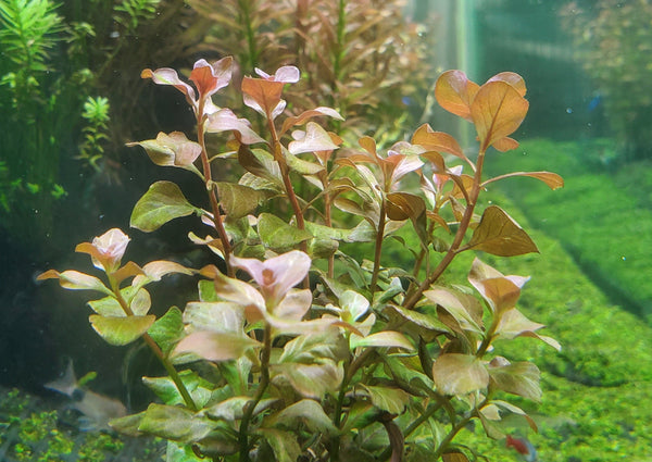 Ludwigia Ovalis Pink, Rare, Live Aquarium Plants