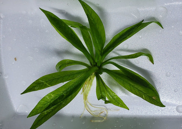 Helanthium Tenellum Parvulum with Roots, Live Aquarium Plants