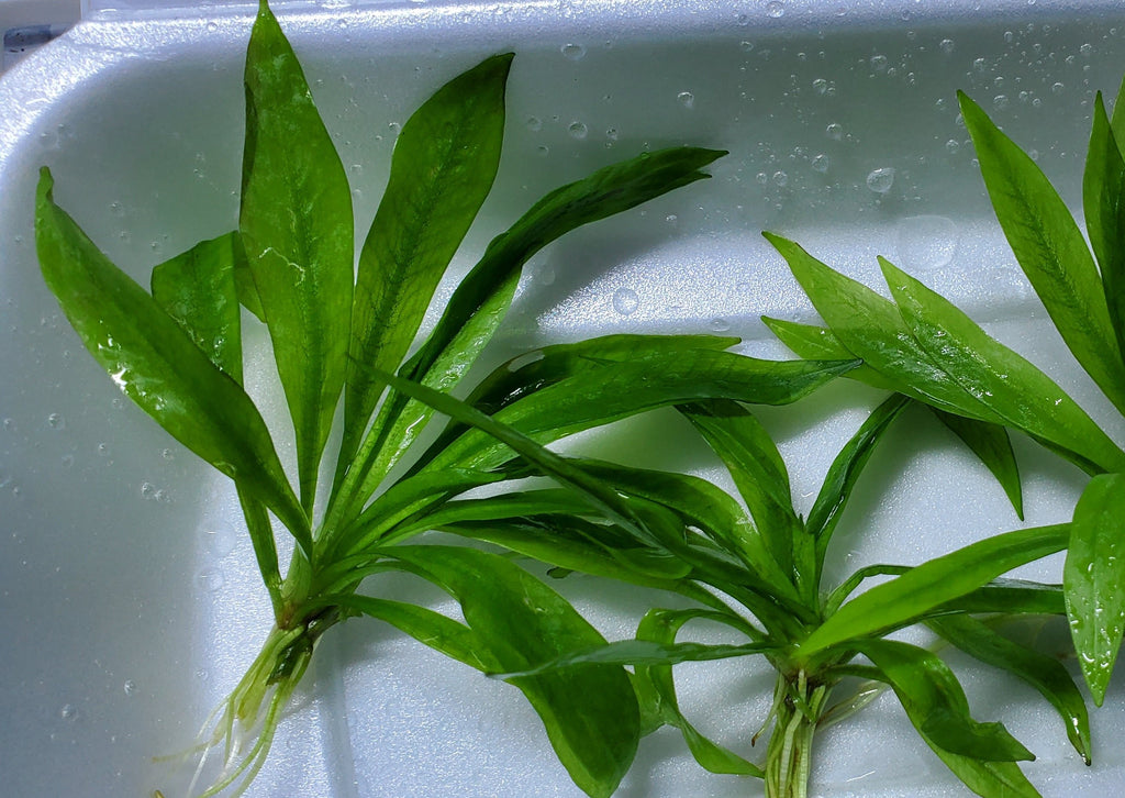 Helanthium Tenellum Parvulum with Roots, Live Aquarium Plants