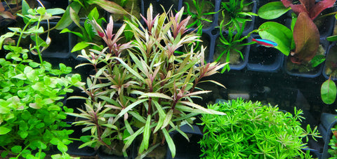 Pogostemon Kimberly Rare, Live Aquarium Plants