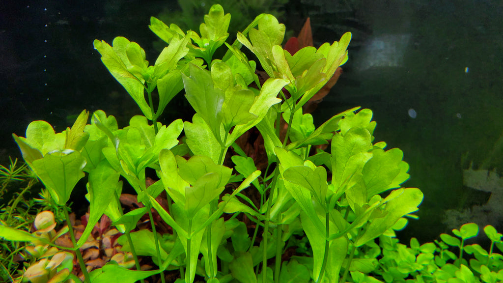 Polapoo Plant Aquatic Plants Under Water