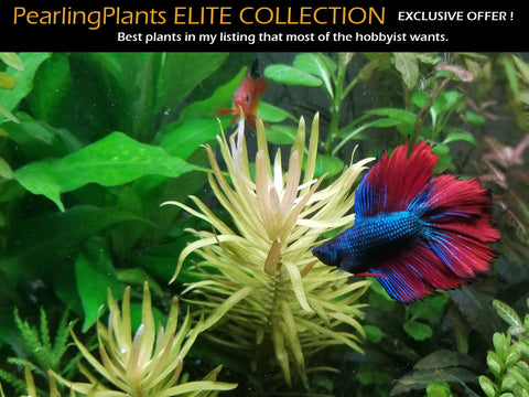 Lindernia Rotundifolia, Live Aquarium Plants – PearlingPlants