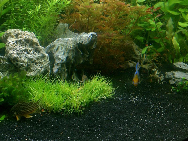 Dwarf Hair grass (It can be Belem, Parvula or Mini) , Freshwater Live Aquarium Plants + EXTRA