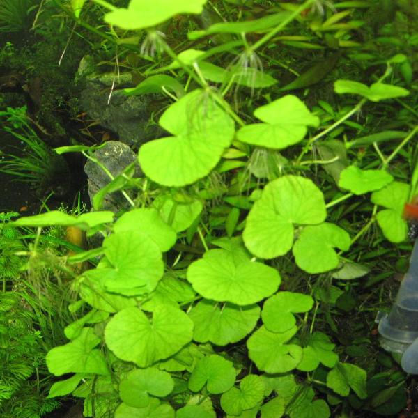 Hydrocotyle Leucocephala, Brazilian Giant Pennywort, Live Aquarium Plants