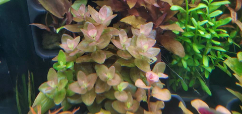 Bacopa Sp. Colorata, Live Aquarium Plants