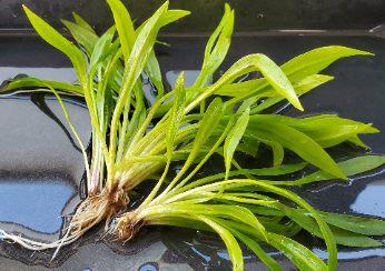 Helanthium Bolivianum with Roots, Live Aquarium Plants