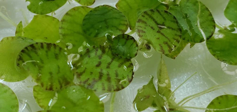 Floating Tiger Rare, Freshwater Live Aquarium Plants