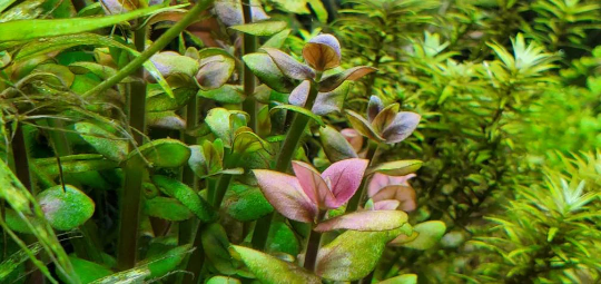 Bacopa Salzmannii, Live Aquarium Plants